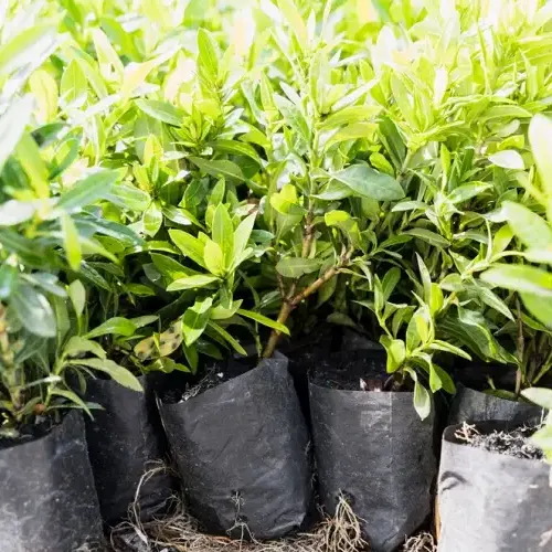 Mudas de plantas em viveiro, ilustrando acompanhamento de condicionantes ambientais e monitoramento de áreas verdes. Mudas de plantas em viveiro, ilustrando acompanhamento de condicionantes ambientais e monitoramento de áreas verdes.
